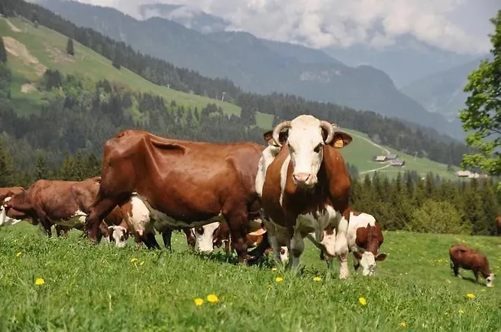 Ferienwohnung Edelweiss Morzine 0*,